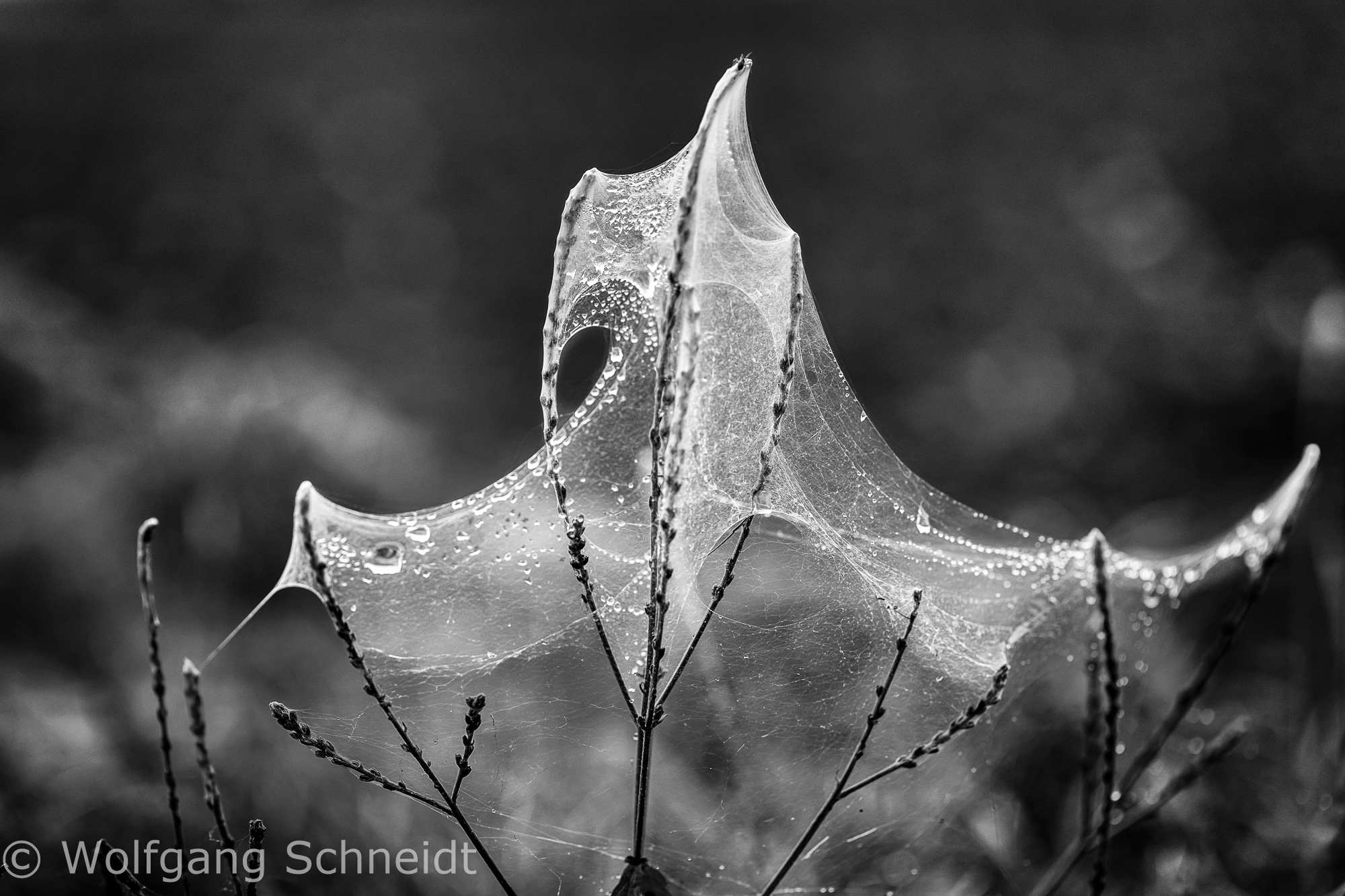 Spinnweben 1