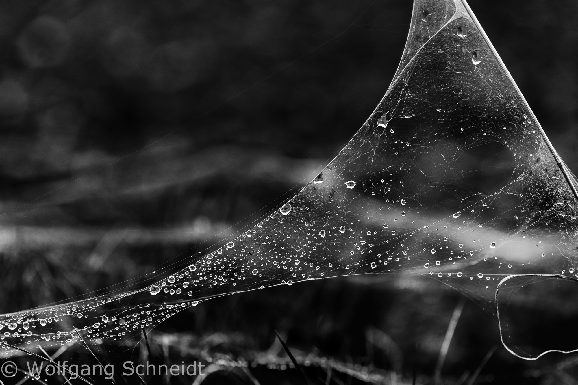 Spinnweben 3
