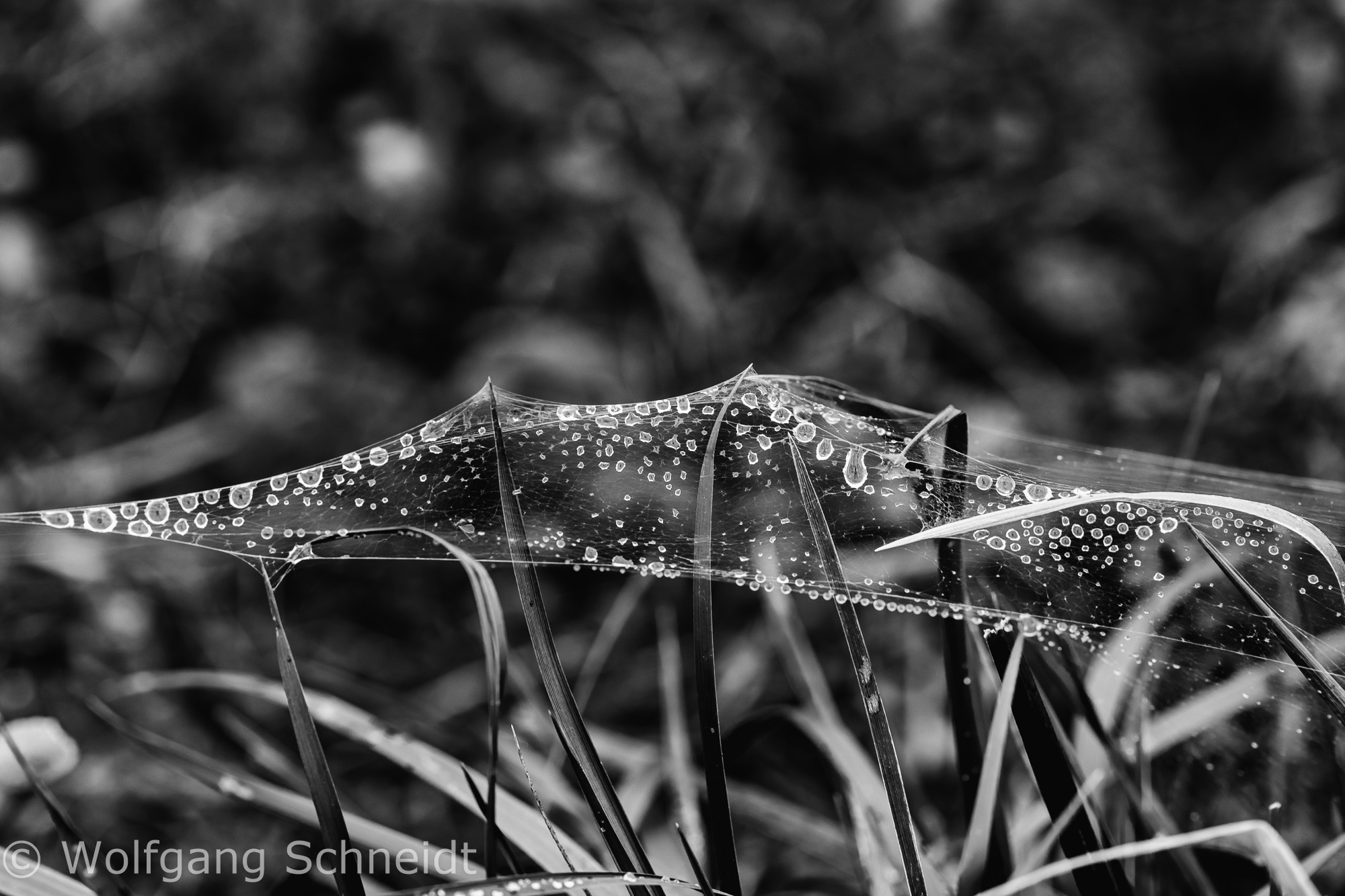 Spinnweben 8
