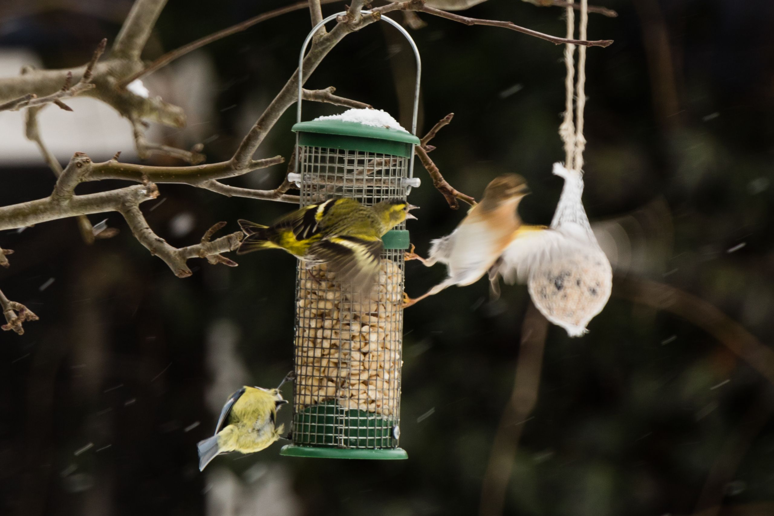 Gartenvögel im Winter