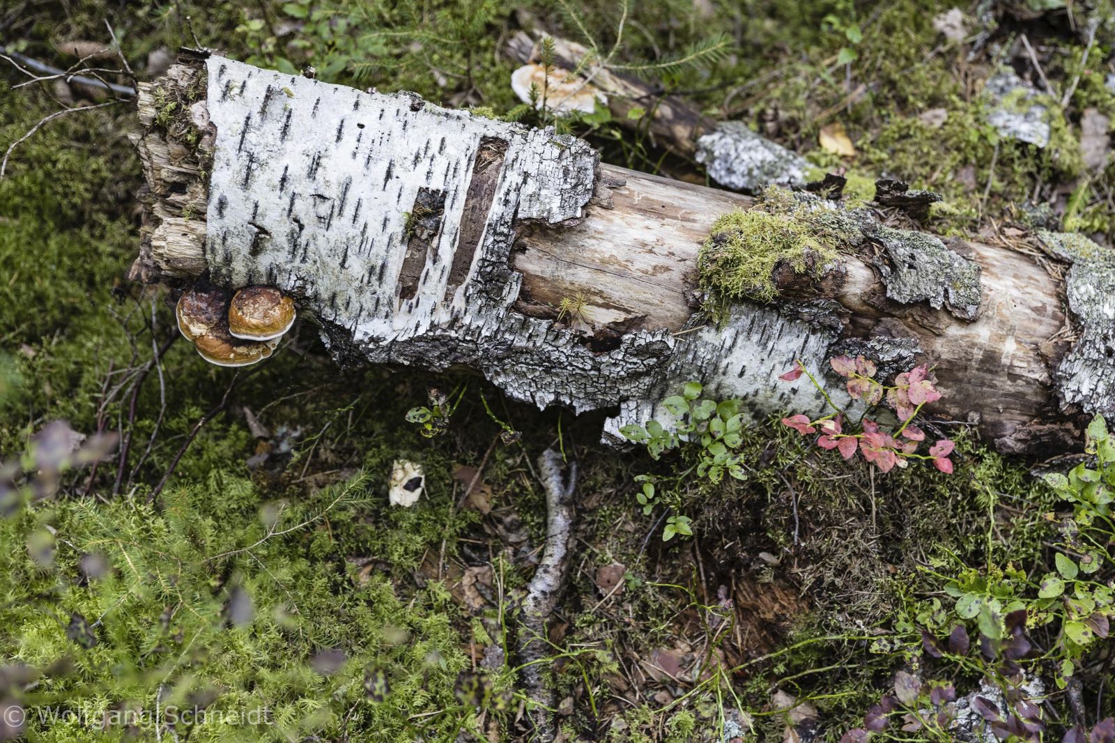 Tiveden Nationalpark