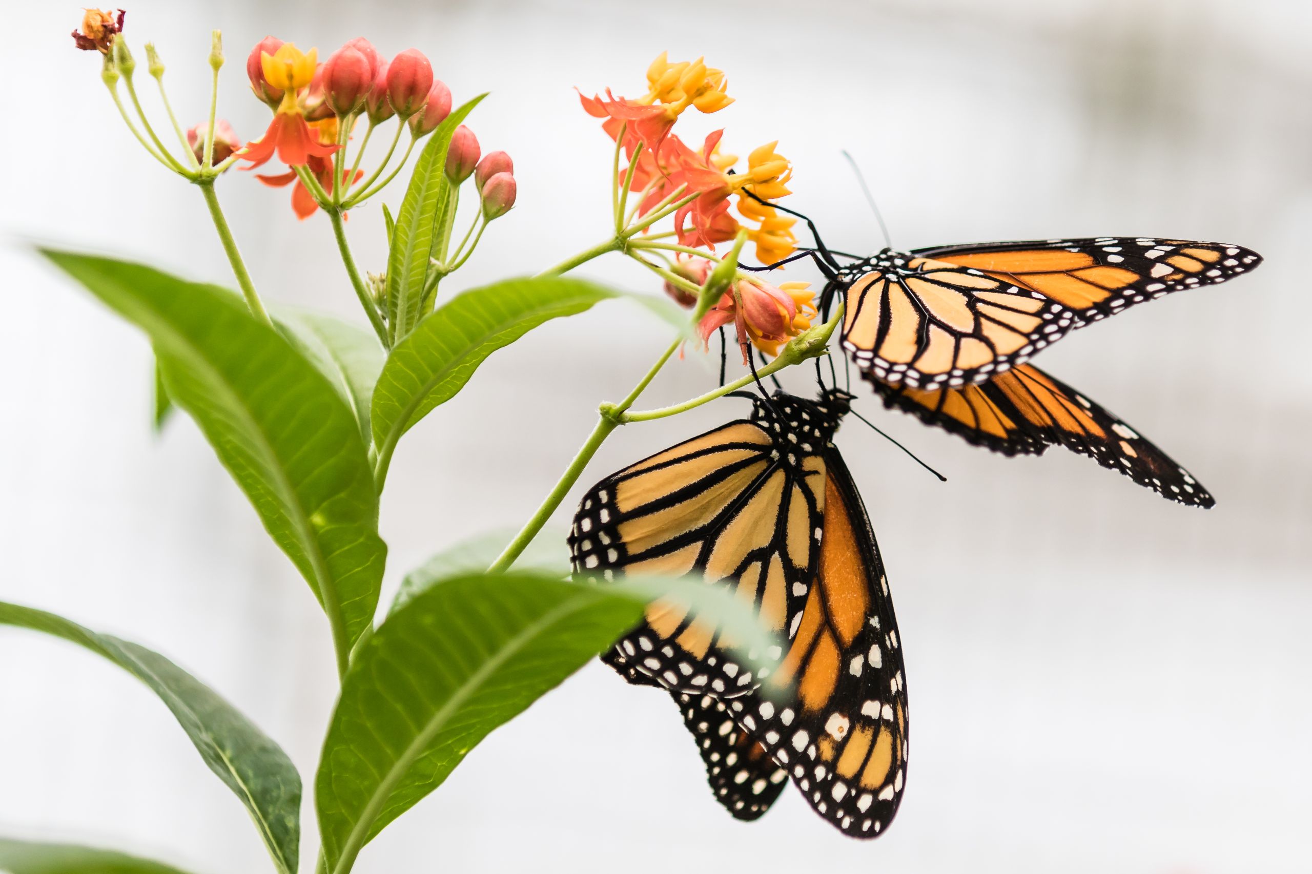 Schmetterlinge2018 3