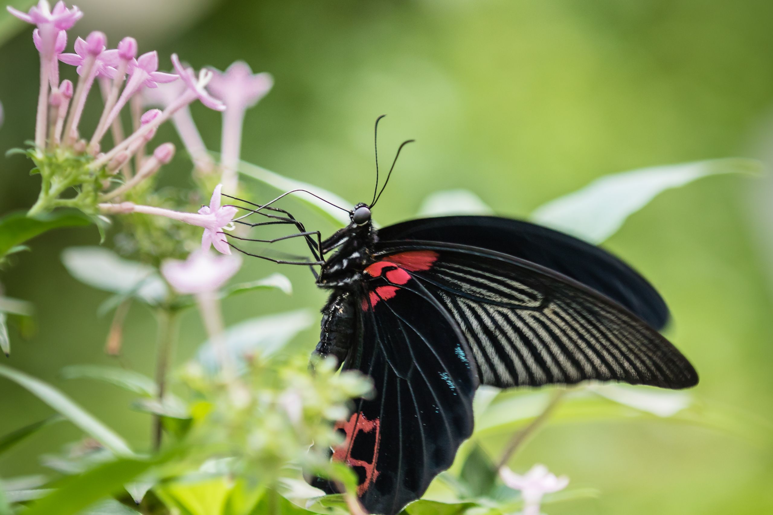 Schmetterlinge2018 7