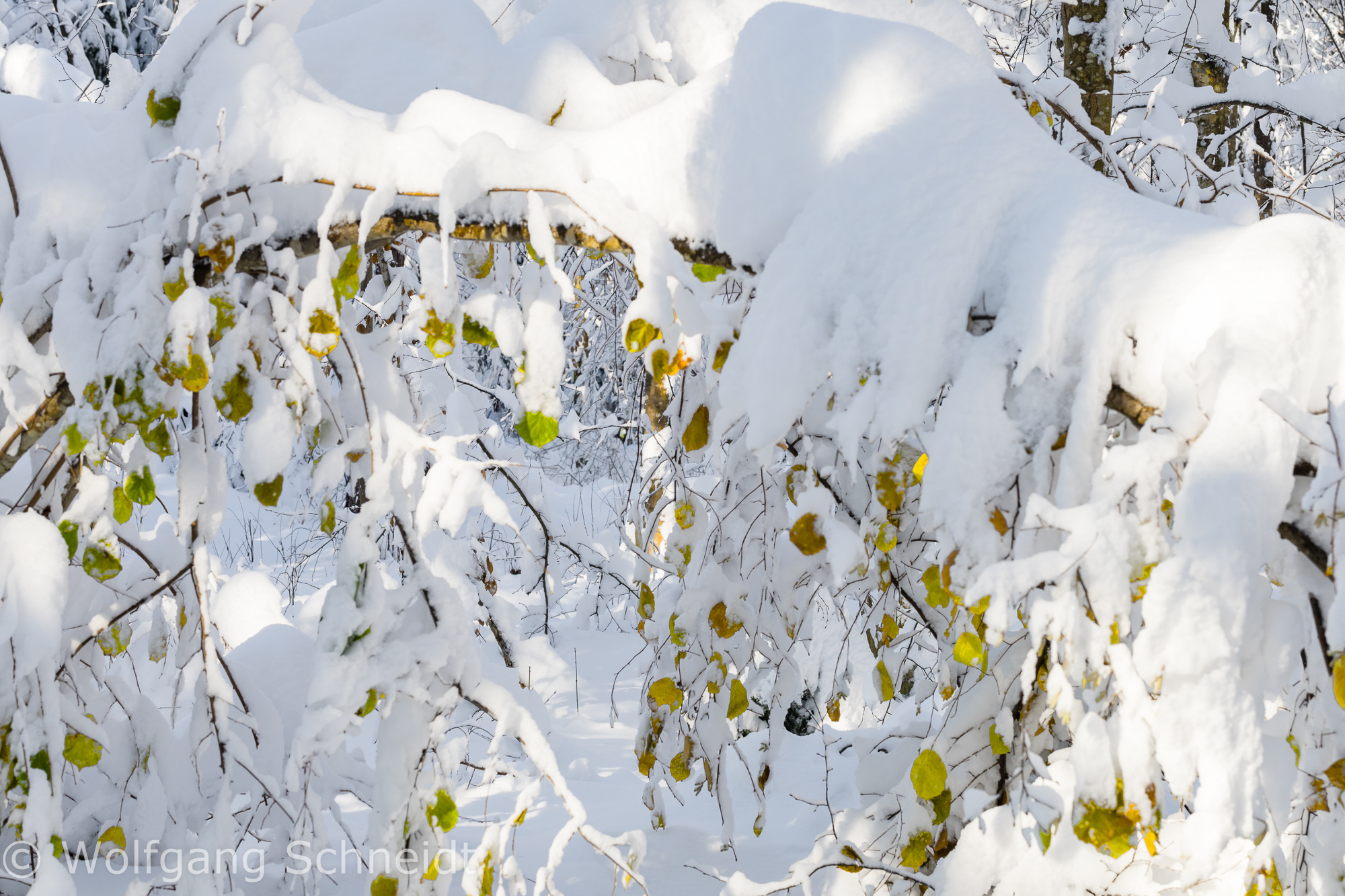 Wintereinbruch23 10