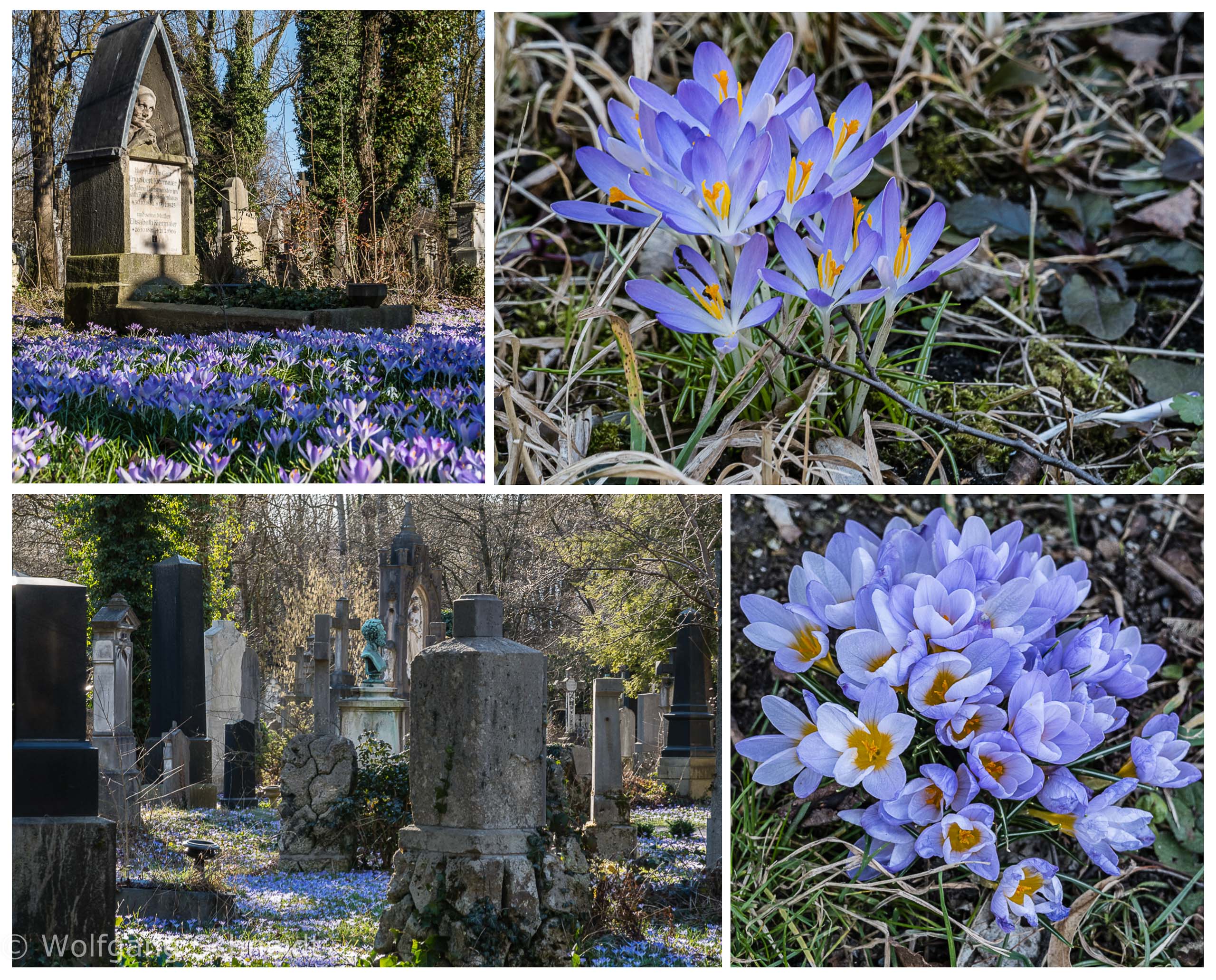 Krokus Collage
